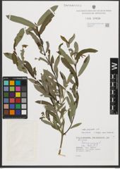 Foto von Salix purpurea L.